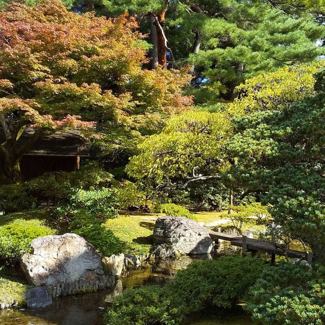 京都御所の御池の鯉