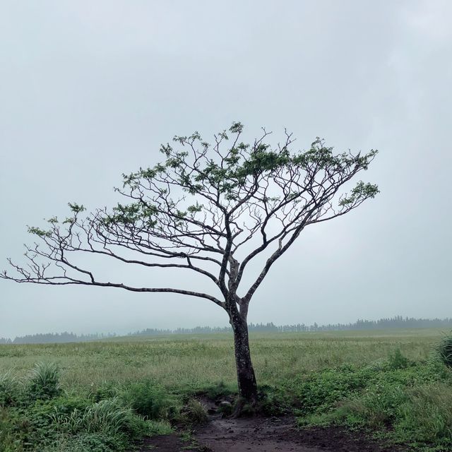 새별오름, 나홀로나무
