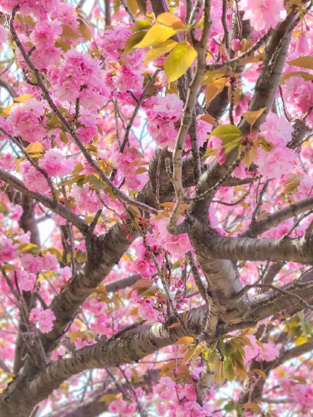 부산 민주공원, 겹벚꽃 명소 추천