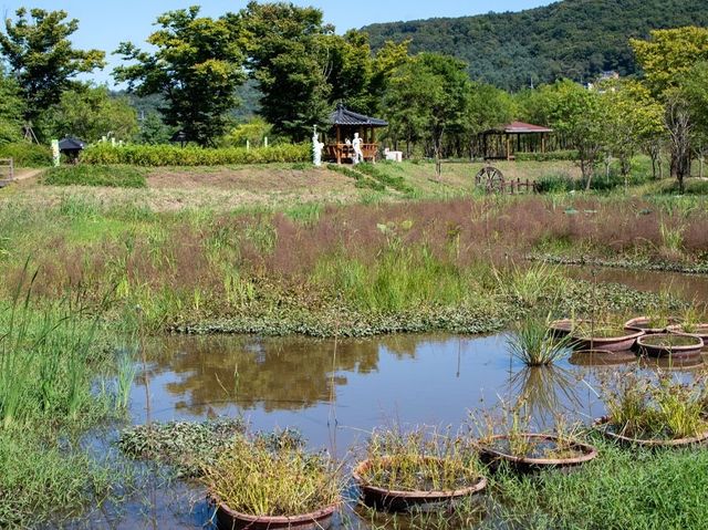 주민분들만 아는 파주 코스모스 여행지
