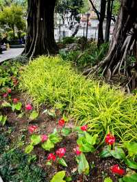 🌺🌼德華公園悠閑觀花🌴🌿