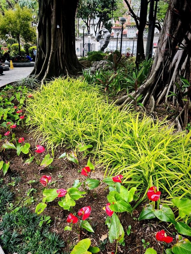 🌺🌼德華公園悠閑觀花🌴🌿