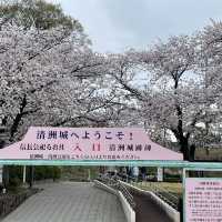 愛知県　清洲城の桜
