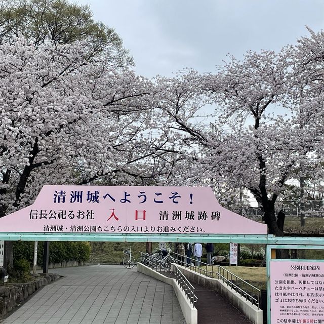 愛知県　清洲城の桜