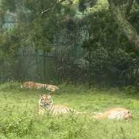 六福村樂園｜刺激的遊樂設施和可愛的野生動物，值得票價