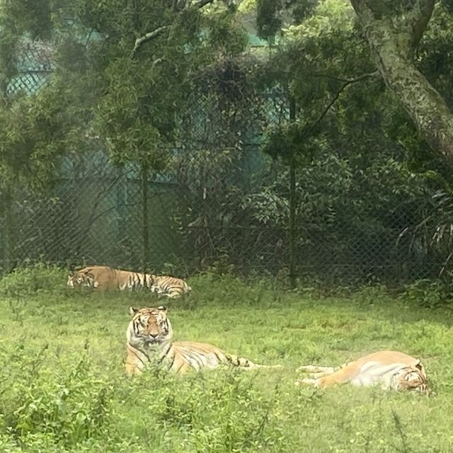 六福村樂園｜刺激的遊樂設施和可愛的野生動物，值得票價