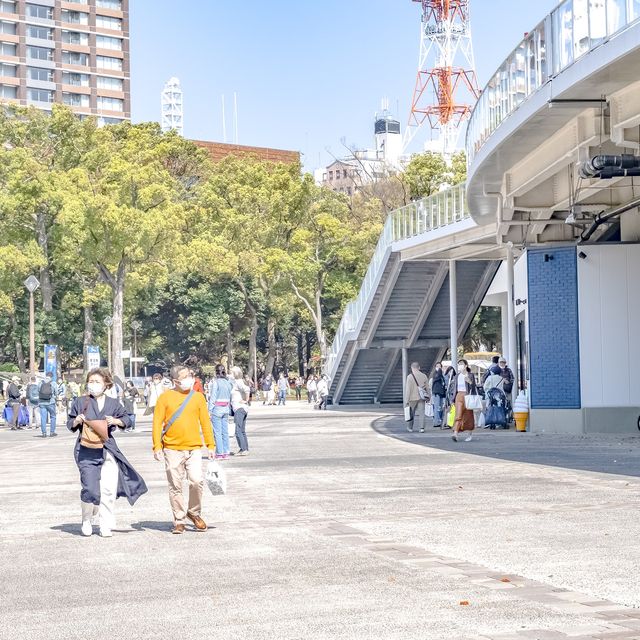 春の横浜公園の散策