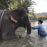 Thom’s Pai Elephant Camp
