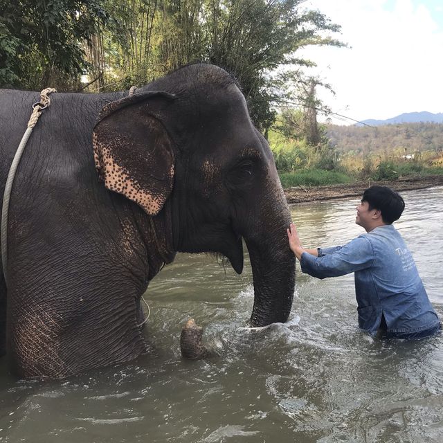 Thom’s Pai Elephant Camp