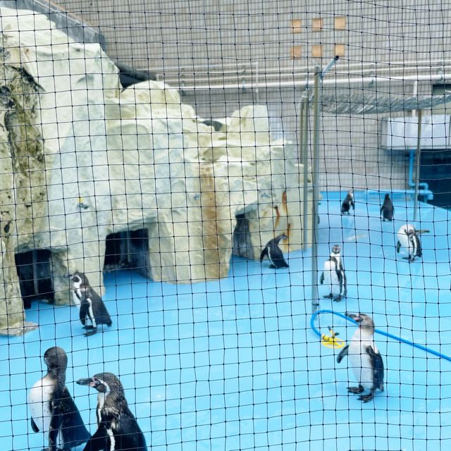 【神戸】神戸の動物園といえばここ❣️神戸市立王子動物園🐼