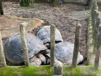 Tortoise Shelter