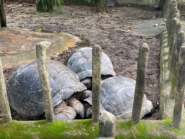 Tortoise Shelter