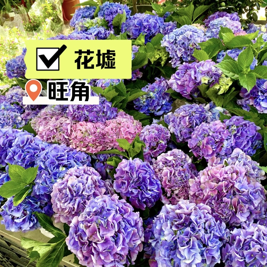 旺角花墟 買花 賞花 必到 Trip Com 香港 旺角花墟 買花 賞花 必到 Trip Com 香港
