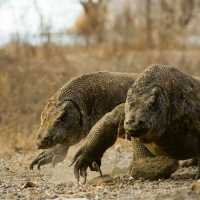 Pulau komodo