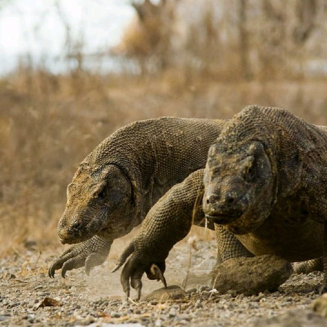 Pulau komodo