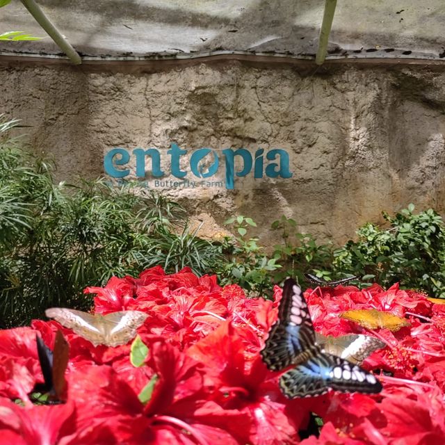 Butterfly Garden in Penang