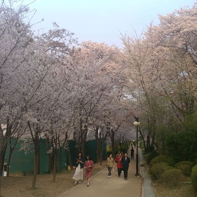 벚꽃 맛집 진해군항제를 가보자