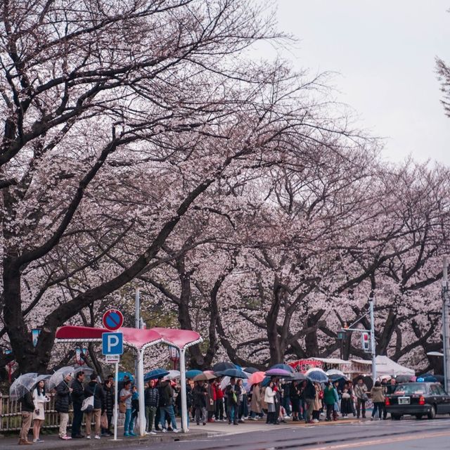 나고야성 벚꽃축제가 열리는 나고야 