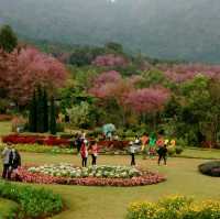 ชมซากุระเมืองไทย...ไปที่ขุนวาง
