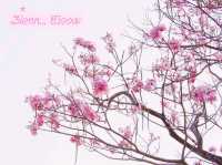 ซากุระใกล้กรุงบนถนนสายโรแมนติก@ม.เกษตรฯ กำแพงแสน