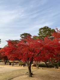 가을하면 단풍🍁 단풍하면 호암미술관 🍁