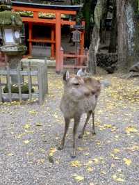 奈良県🦌世界遺産、古都奈良の文化財⛩【春日大社】