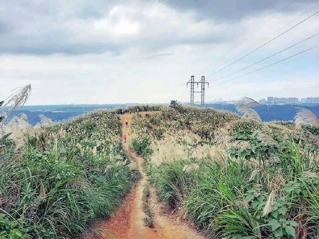 【新北】芒草季：樹林三角埔