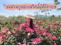 ชมสวนกุหลาบสไตล์ผู้ดีอังกฤษ 