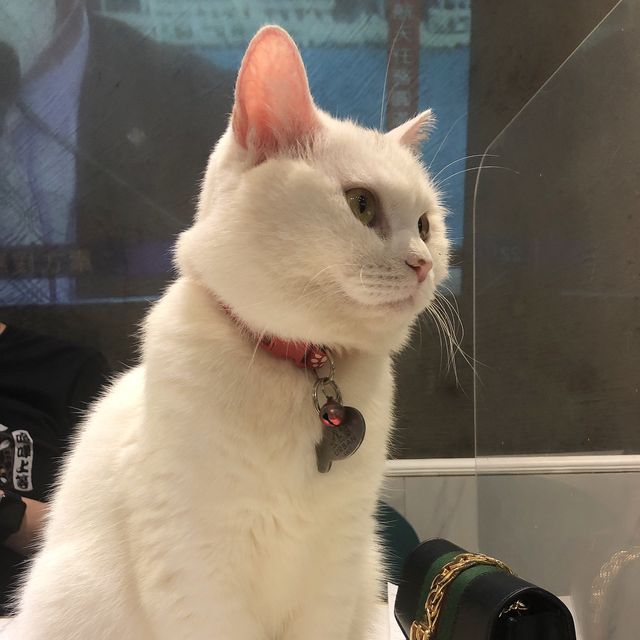 🐱奴必到既地方