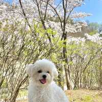 벚꽃으로 가득찬 용인 근린공원 🌸💗