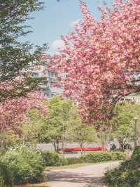 울산 숨겨진 겹벚꽃 명소 