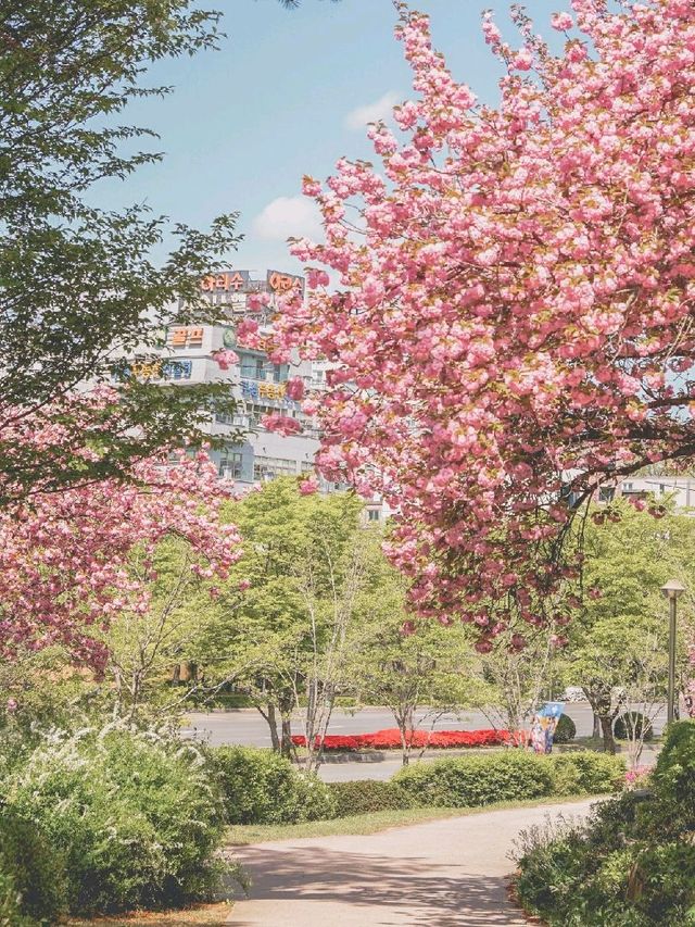 울산 숨겨진 겹벚꽃 명소 