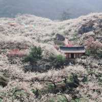 매화가 만개하는 광양매화마을의 풍경🌸