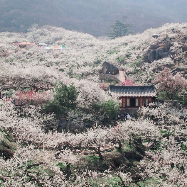 매화가 만개하는 광양매화마을의 풍경🌸