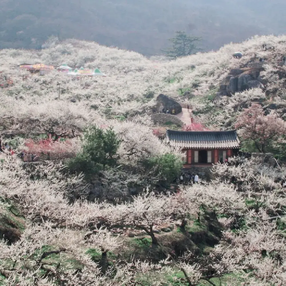 매화가 만개하는 광양매화마을의 풍경🌸