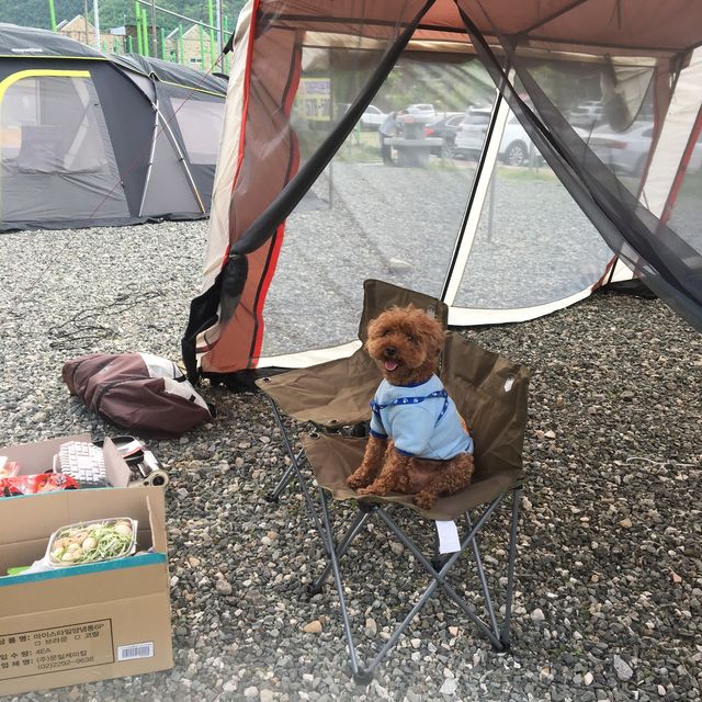 초코랑 함께 떠난 여름 캠핑 at 광덕 계곡 