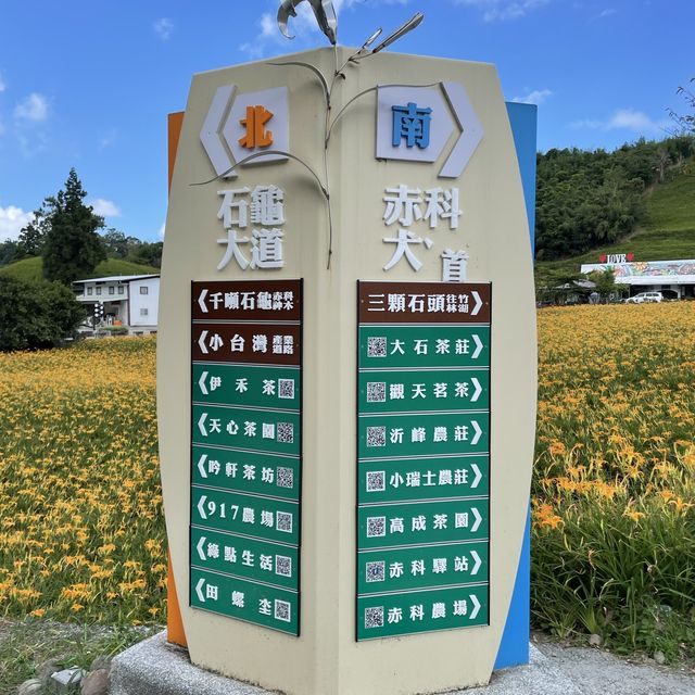 赤柯山金針花