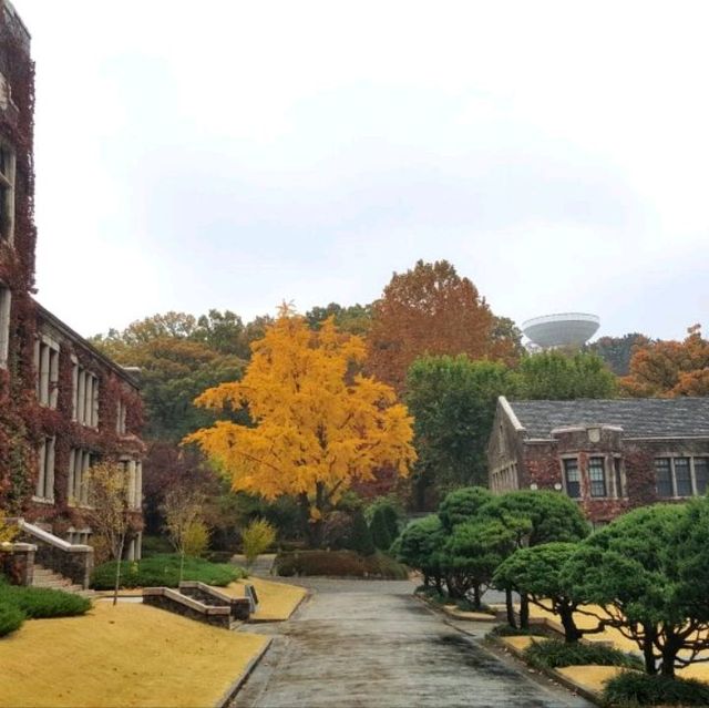 Yonsei University colours of fall