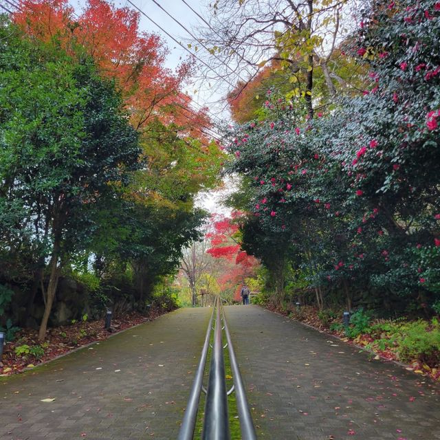 山頂的是星之駅｜摩耶山纜車