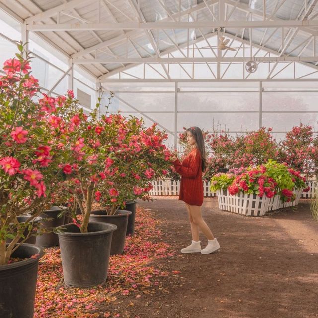 🌺눈과 동백의 아름다운 조화 [제주, 휴애리]
