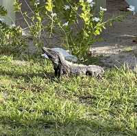 Ambergis Caye Belize a must see
