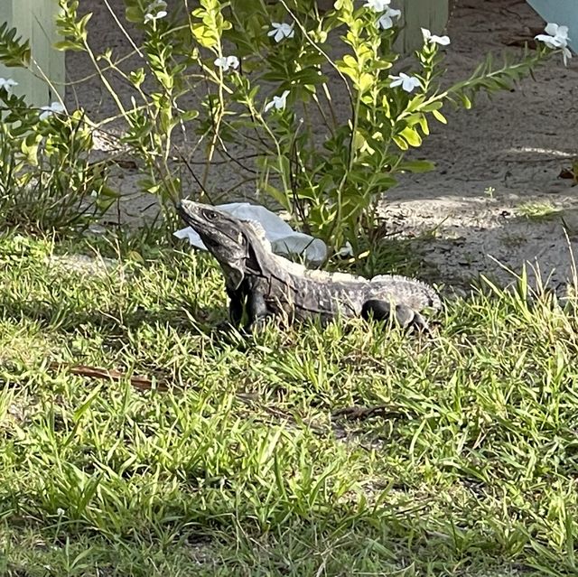 Ambergis Caye Belize a must see