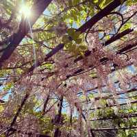 Best spring time bloom at golden gate park
