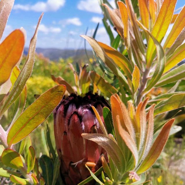 Lady slipper hiking trail 