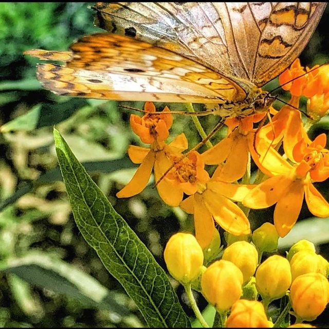 Museum of Natural History - Los Ángeles 