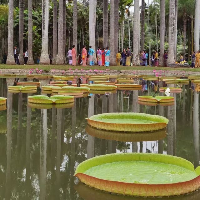 西雙版納：熱帶植物園