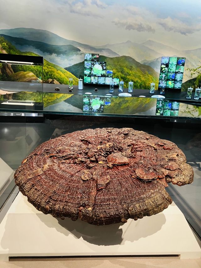 Unique pieces in China’s biggest TCM Museum!!