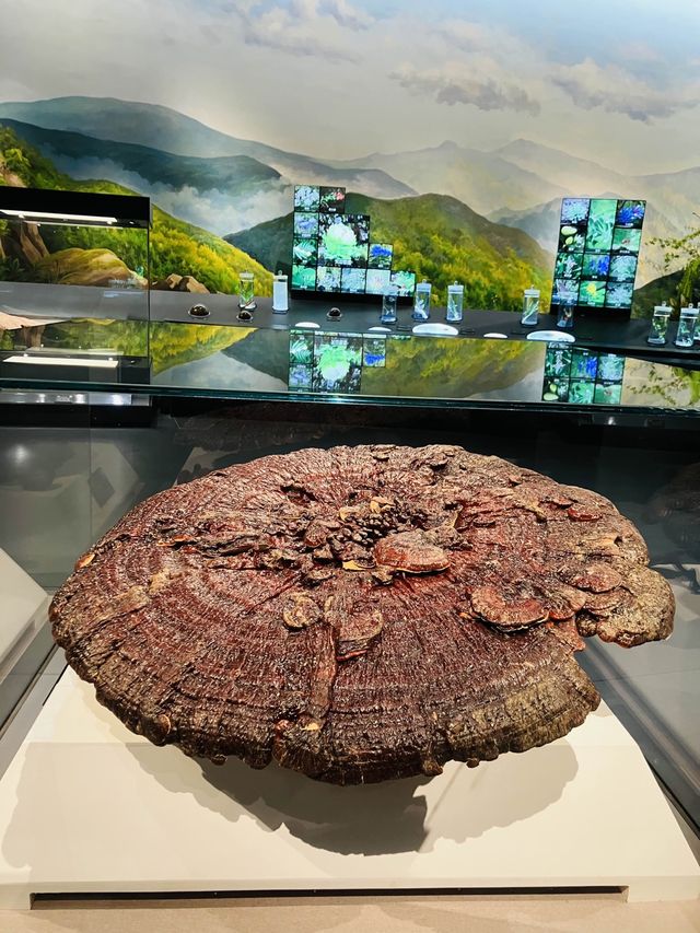 Unique pieces in China’s biggest TCM Museum!!