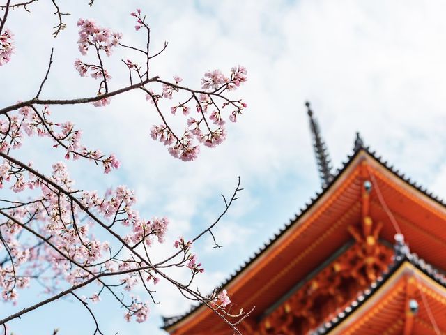 Japan Travel | Strongly recommend these ten cherry blossom check-in spots in Japan 🌸