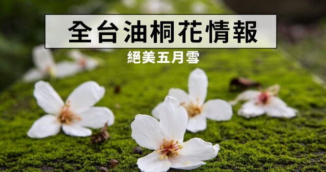 【台灣桐花】2025客家桐花祭 | 台灣
